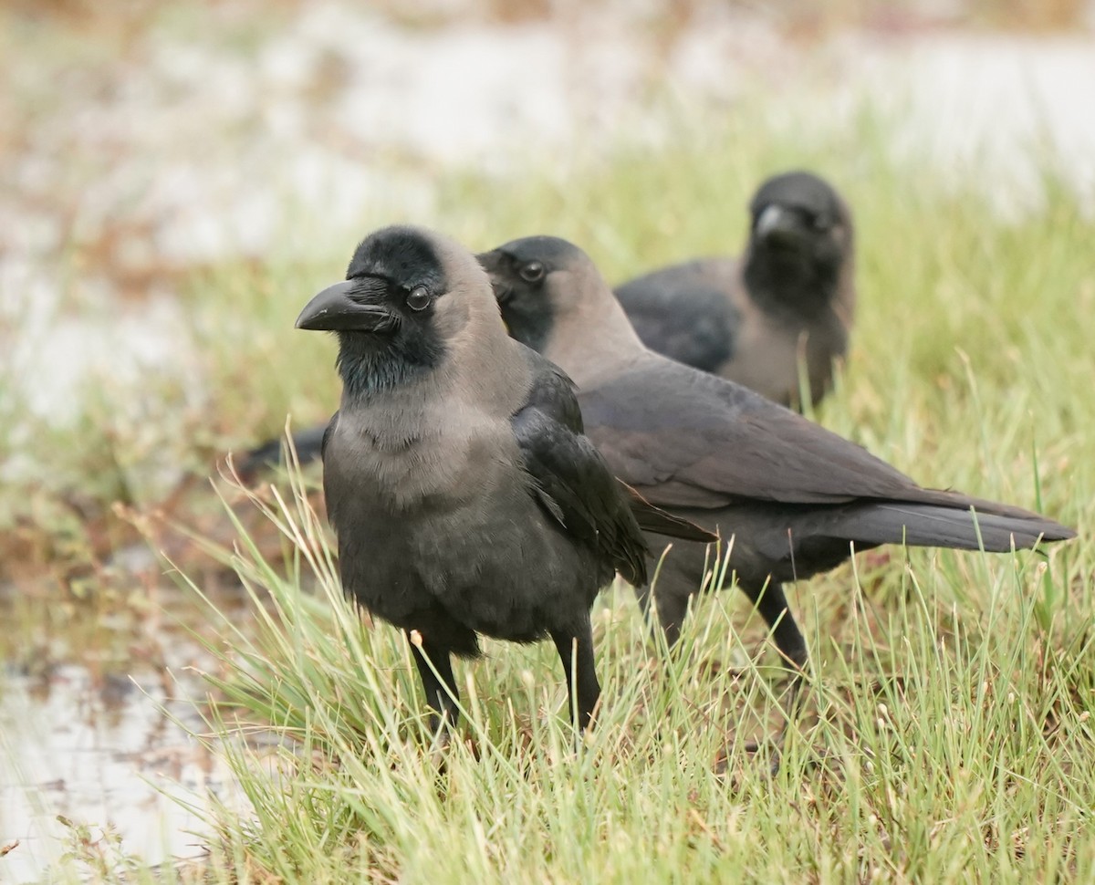 House Crow - ML620603094