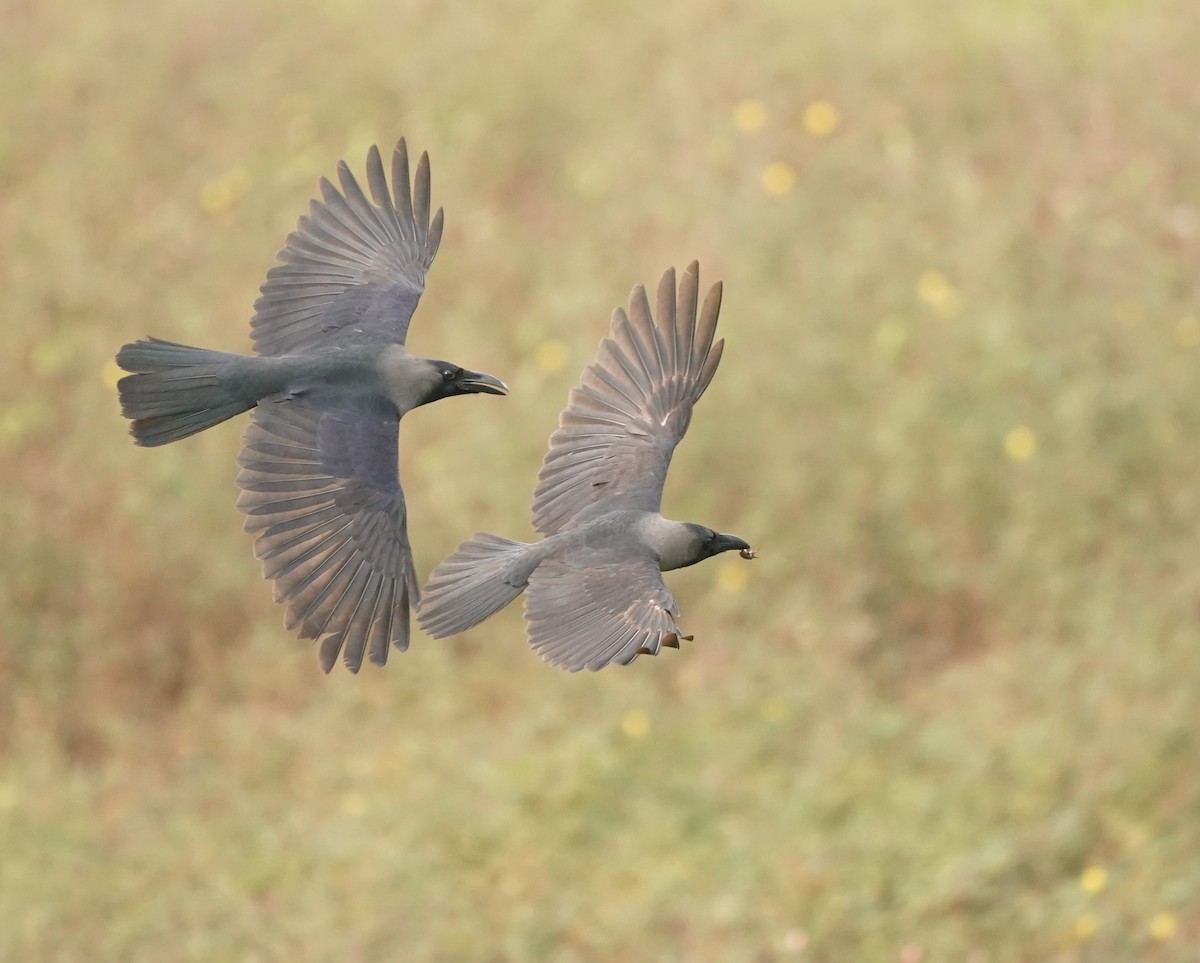 House Crow - ML620603095