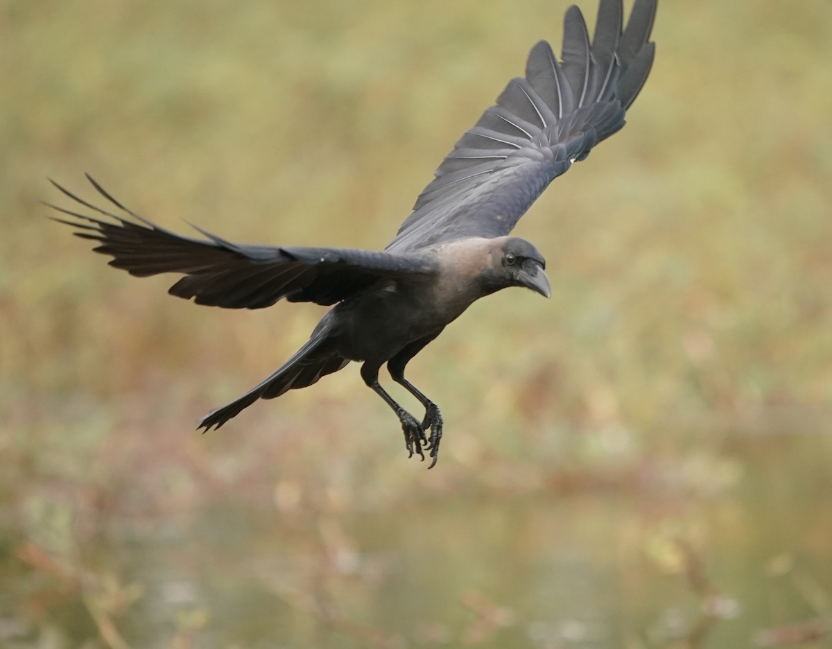 House Crow - ML620603096