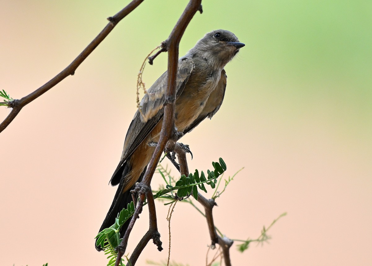 Say's Phoebe - ML620603107