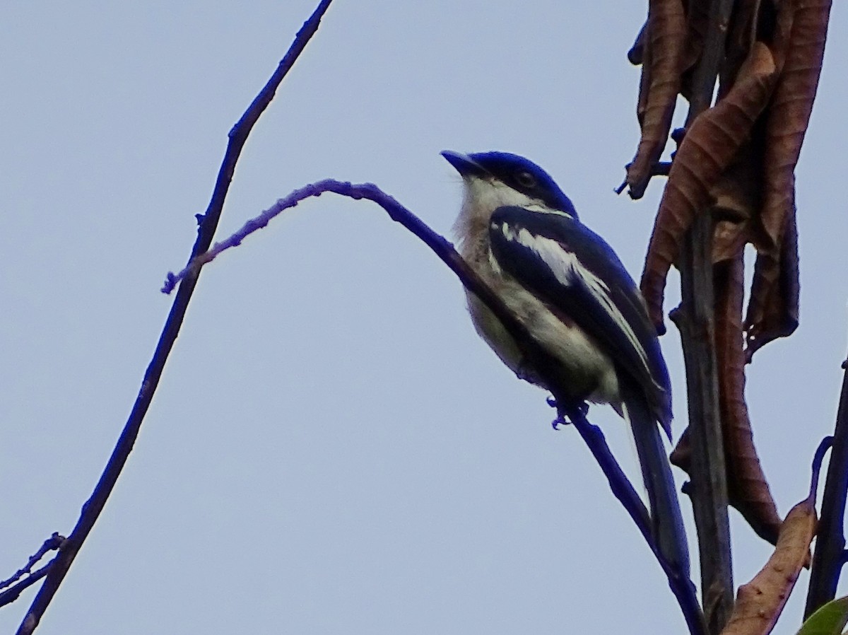 Bar-winged Flycatcher-shrike - ML620603109