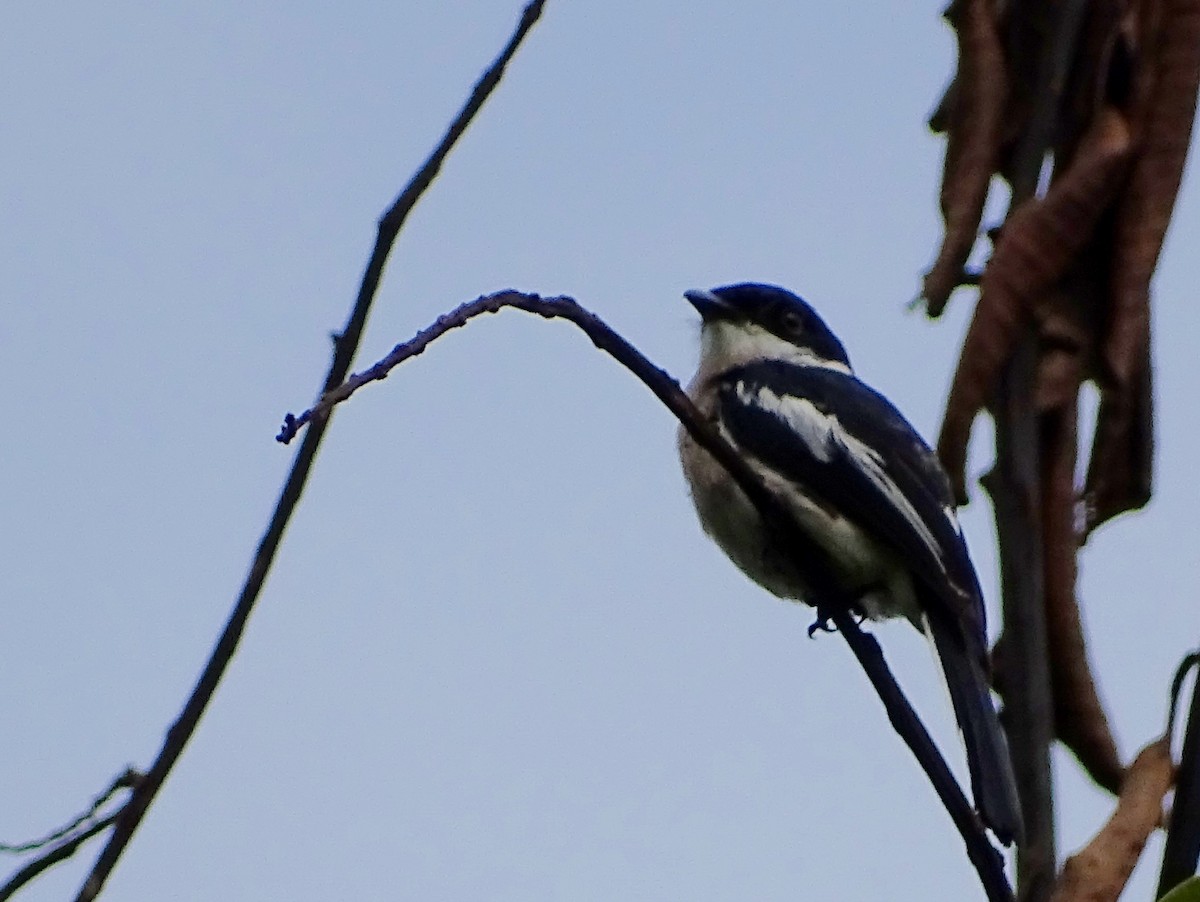 Bar-winged Flycatcher-shrike - ML620603110