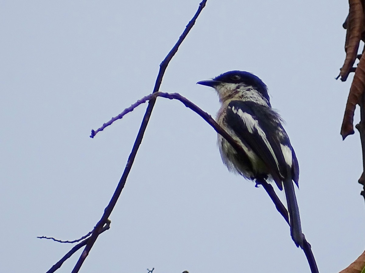 Bar-winged Flycatcher-shrike - Sri Srikumar