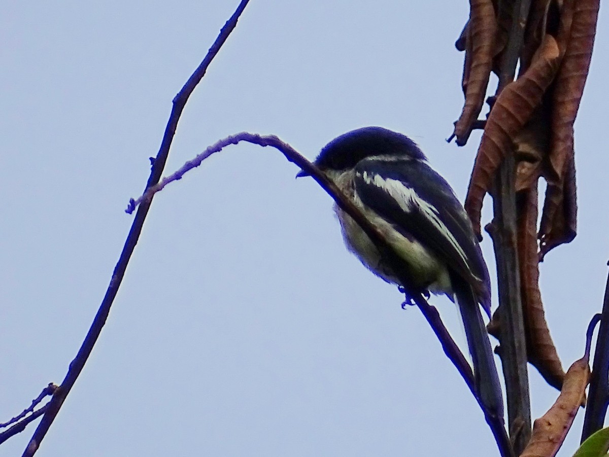 Bar-winged Flycatcher-shrike - ML620603112