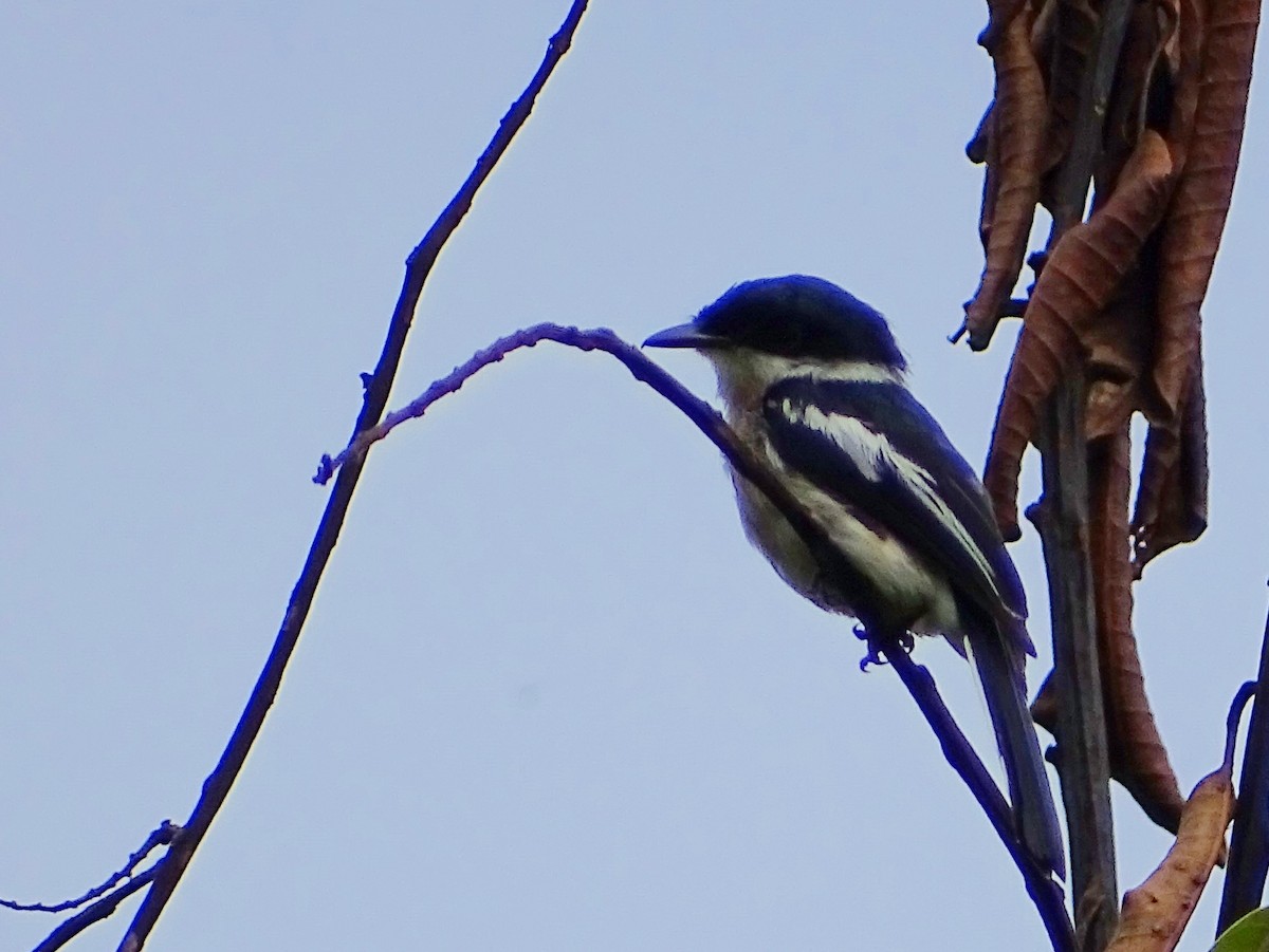 Bar-winged Flycatcher-shrike - ML620603114