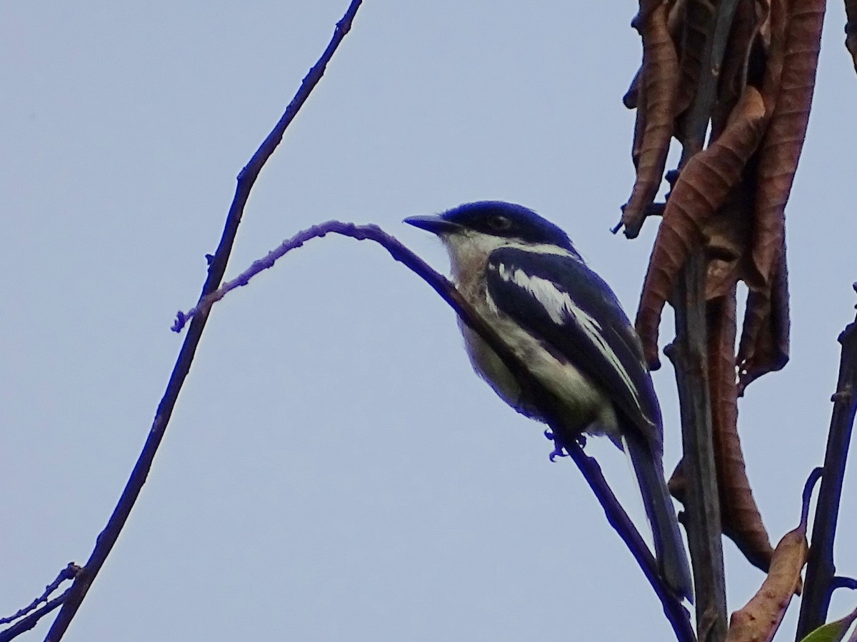 Bar-winged Flycatcher-shrike - ML620603116