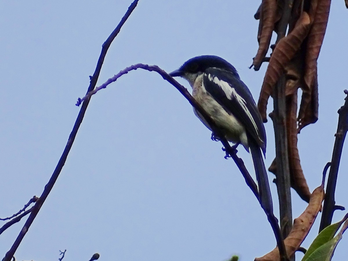 Bar-winged Flycatcher-shrike - ML620603117