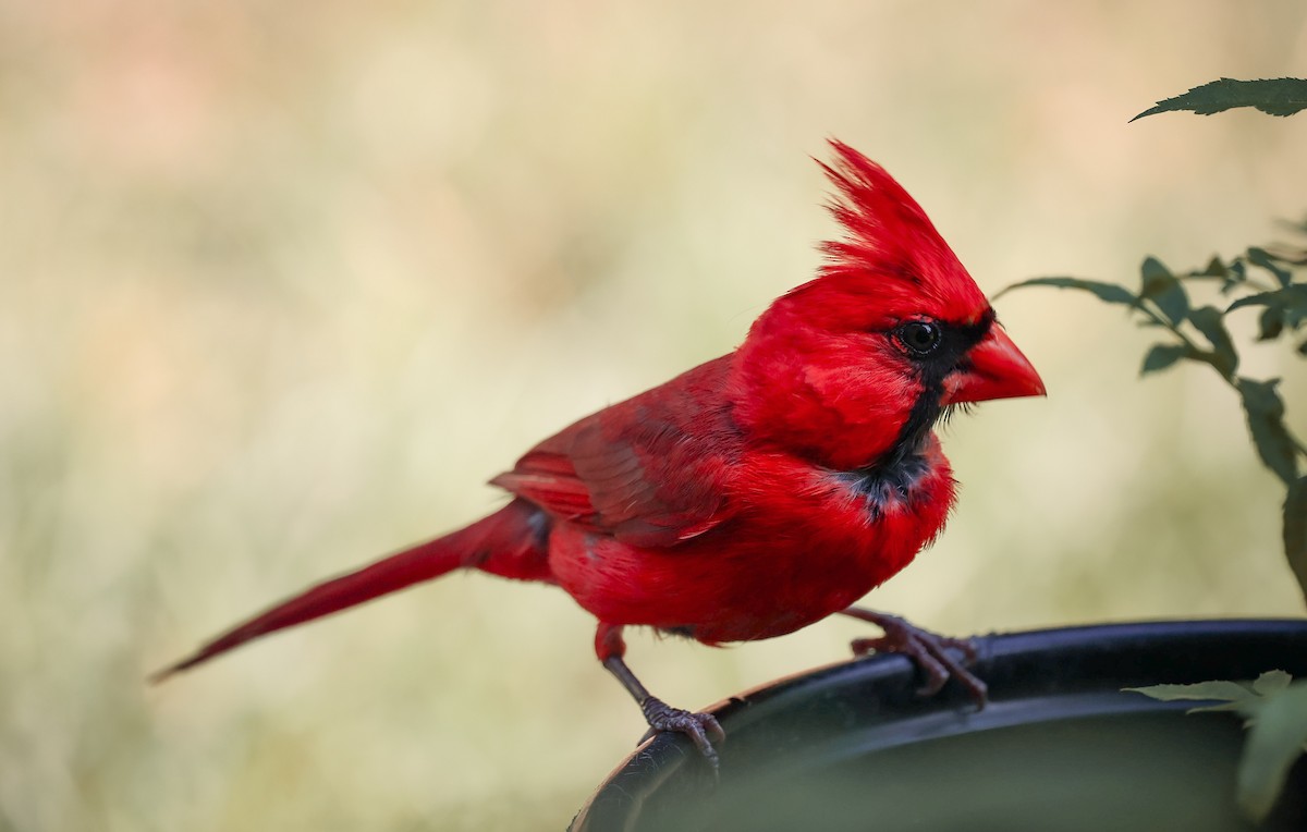 Cardinal rouge - ML620603119