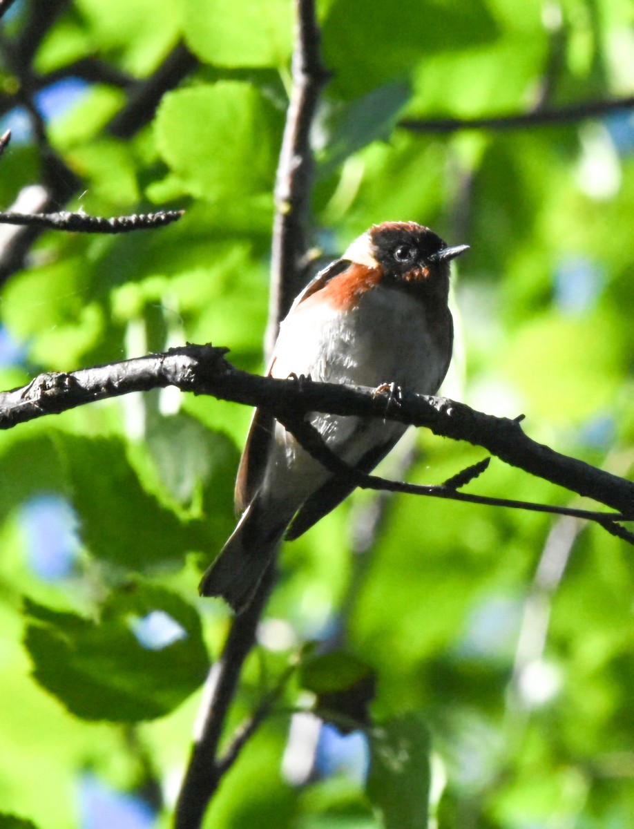 Bay-breasted Warbler - ML620603120