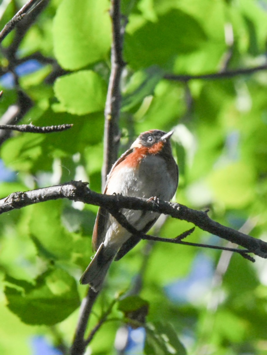 Bay-breasted Warbler - ML620603121