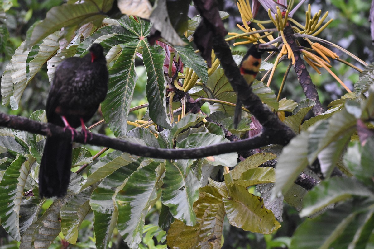 Crested Guan - ML620603124