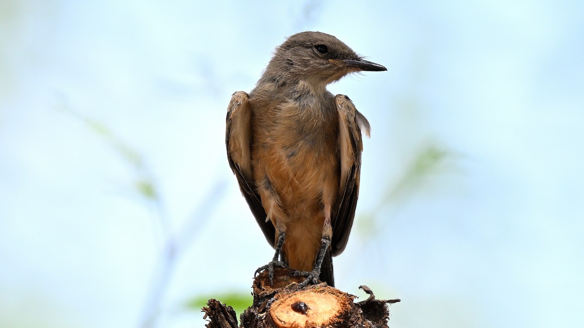 Say's Phoebe - ML620603127