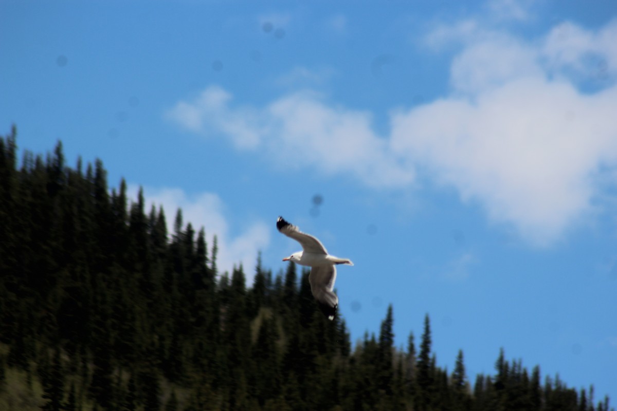 California Gull - ML620603130