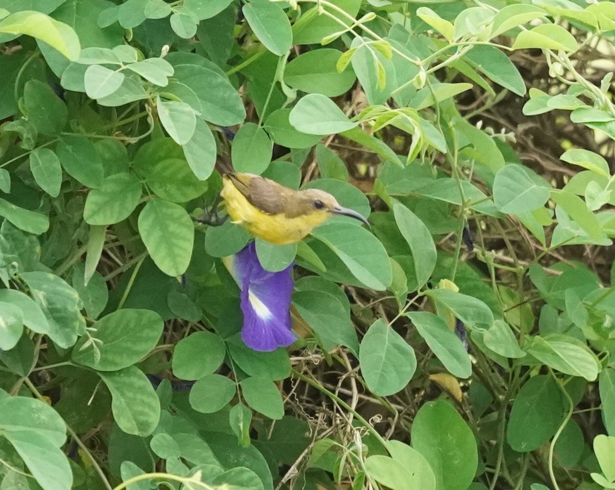 Ornate Sunbird - Keng Keok Neo