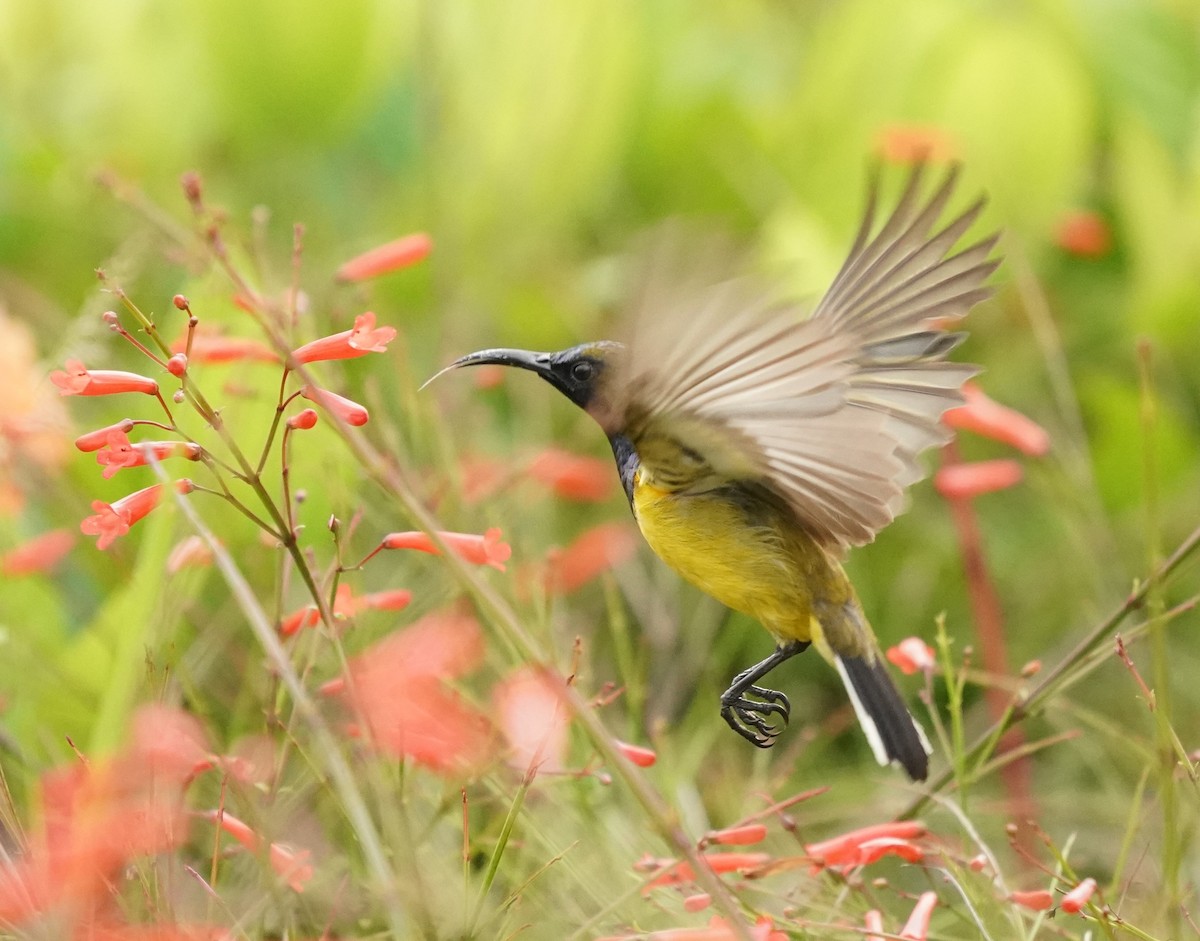 Ornate Sunbird - ML620603136