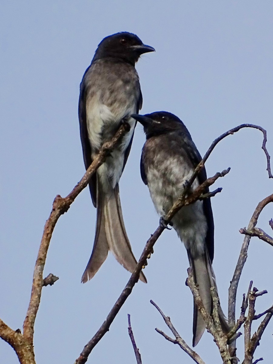 Drongo à ventre blanc - ML620603140