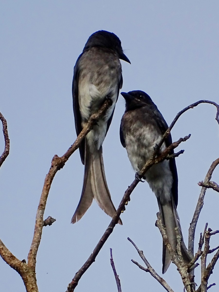 Drongo à ventre blanc - ML620603141