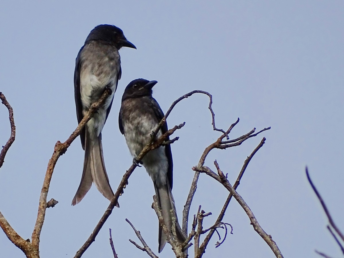 Drongo à ventre blanc - ML620603142