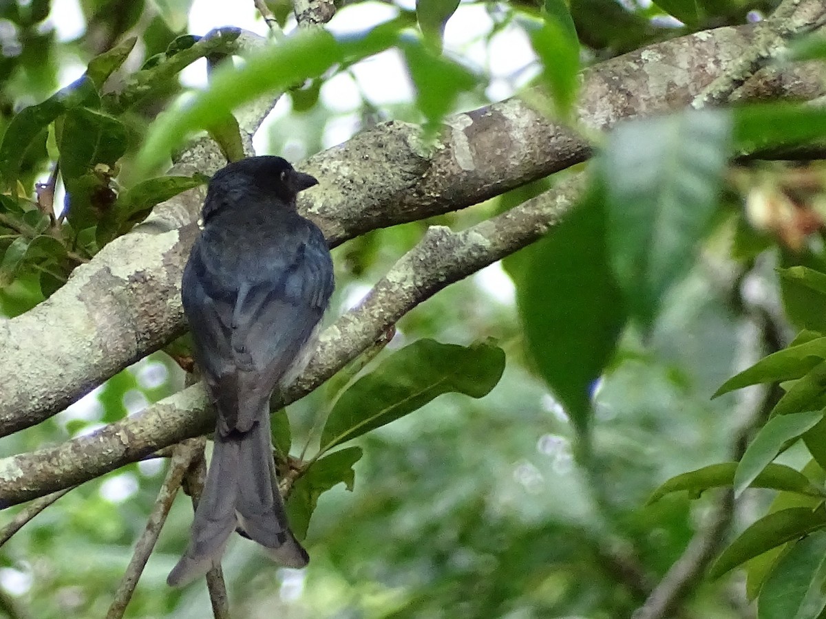 Ak Karınlı Drongo - ML620603144