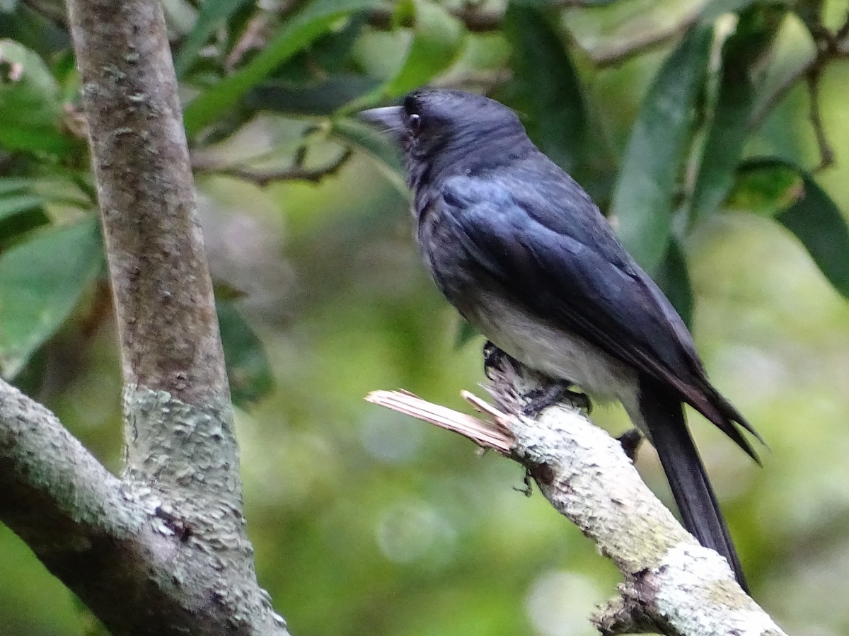 Drongo à ventre blanc - ML620603146