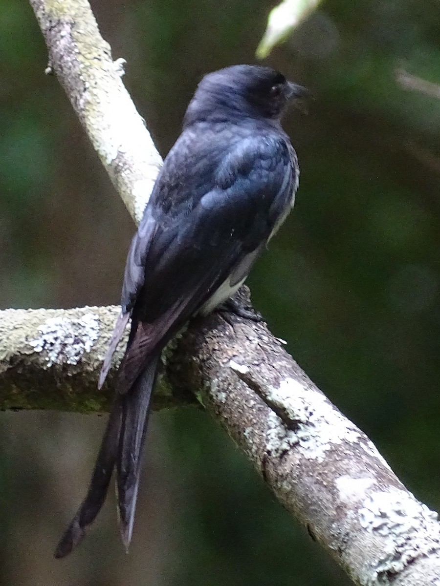 Drongo à ventre blanc - ML620603147