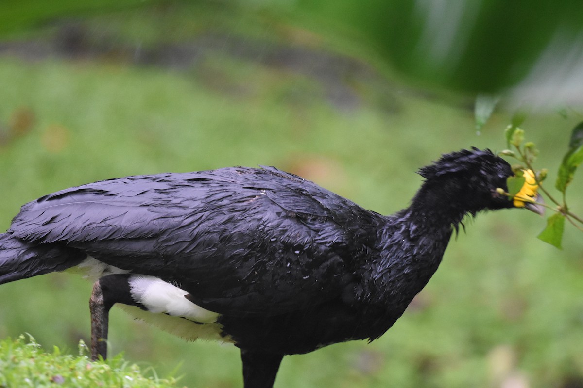 Great Curassow - ML620603152