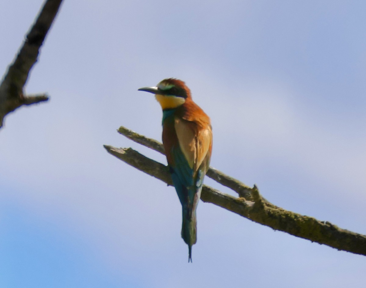 European Bee-eater - ML620603155
