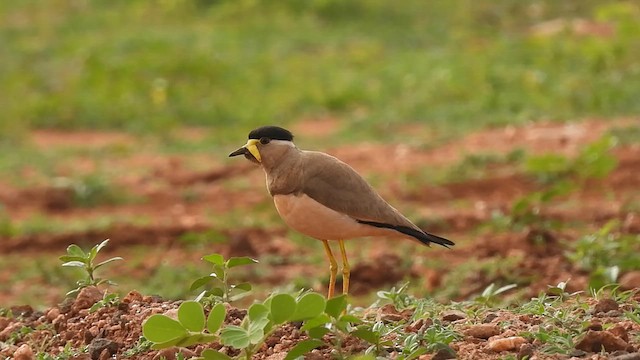 Yellow-wattled Lapwing - ML620603158