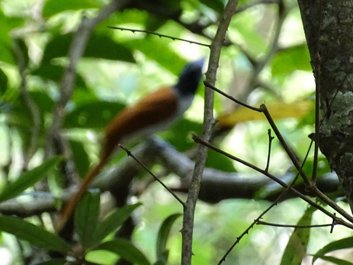 Indian Paradise-Flycatcher - ML620603162