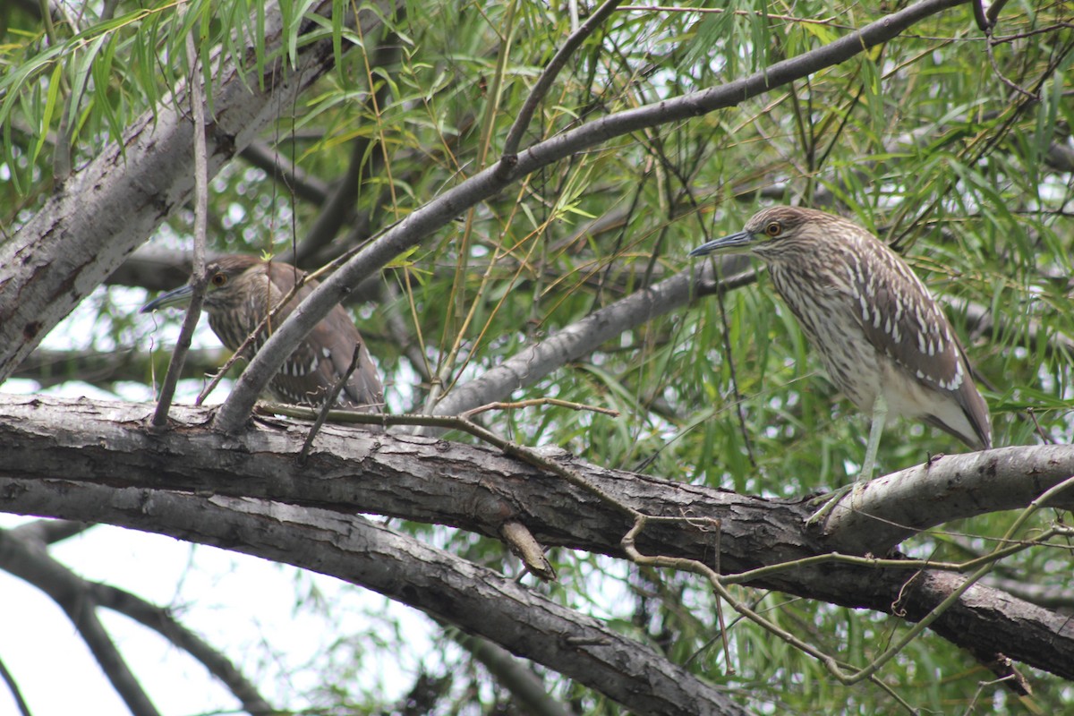 Black-crowned Night Heron - ML620603164