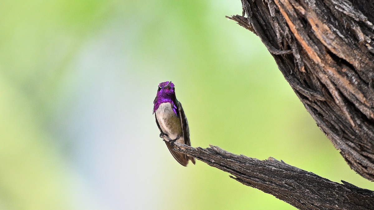Costa's Hummingbird - ML620603169