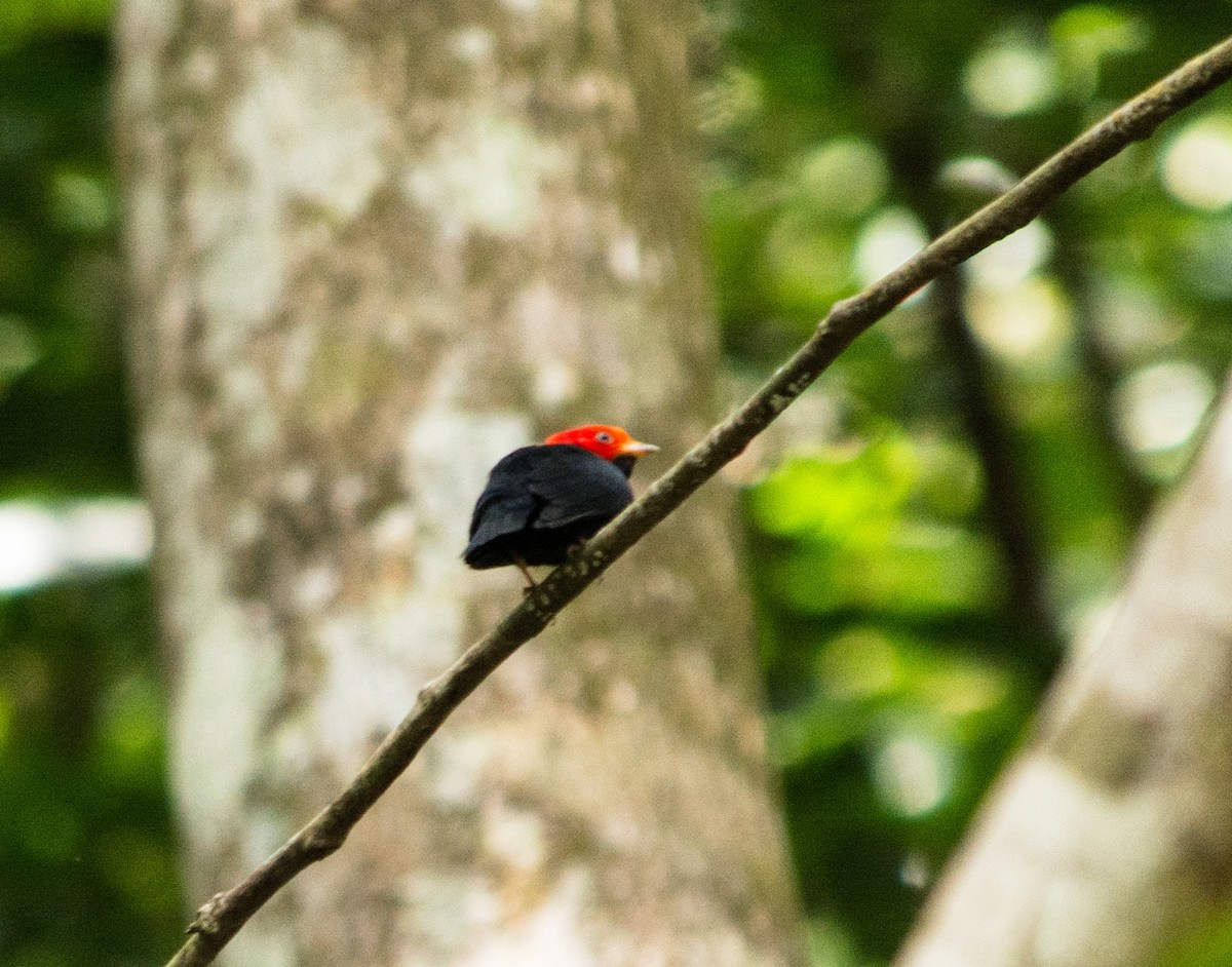 Red-headed Manakin - ML620603171