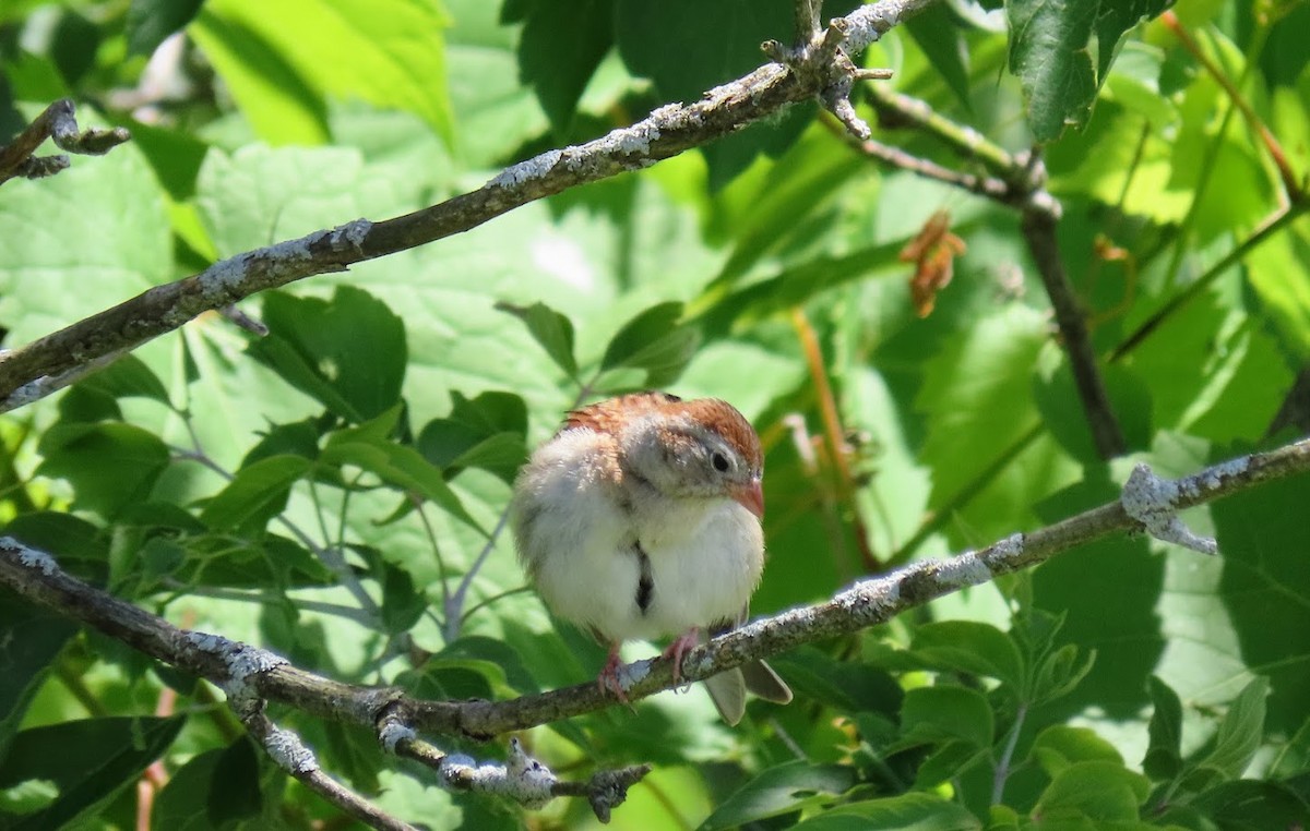 Field Sparrow - ML620603173