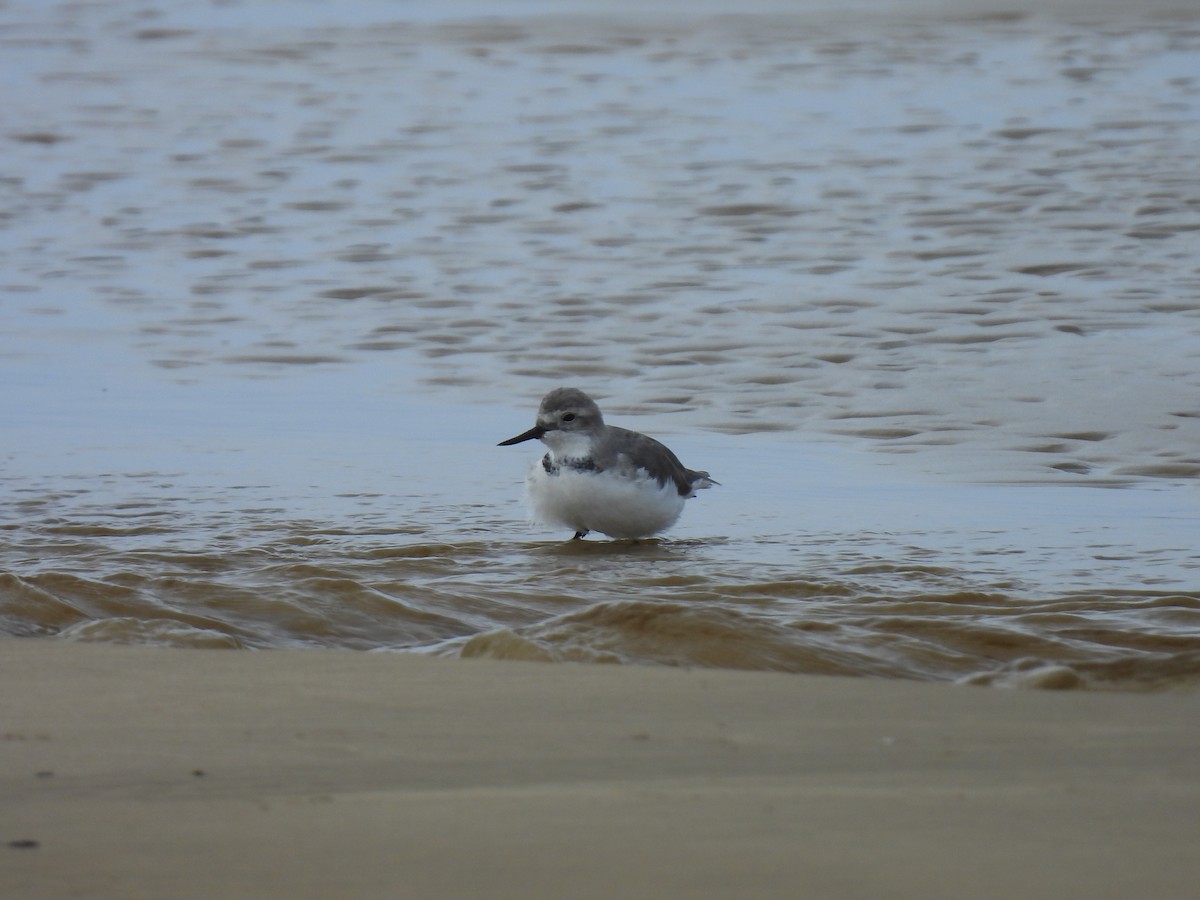 Wrybill - George Watola