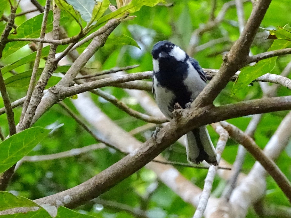 Cinereous Tit - ML620603180