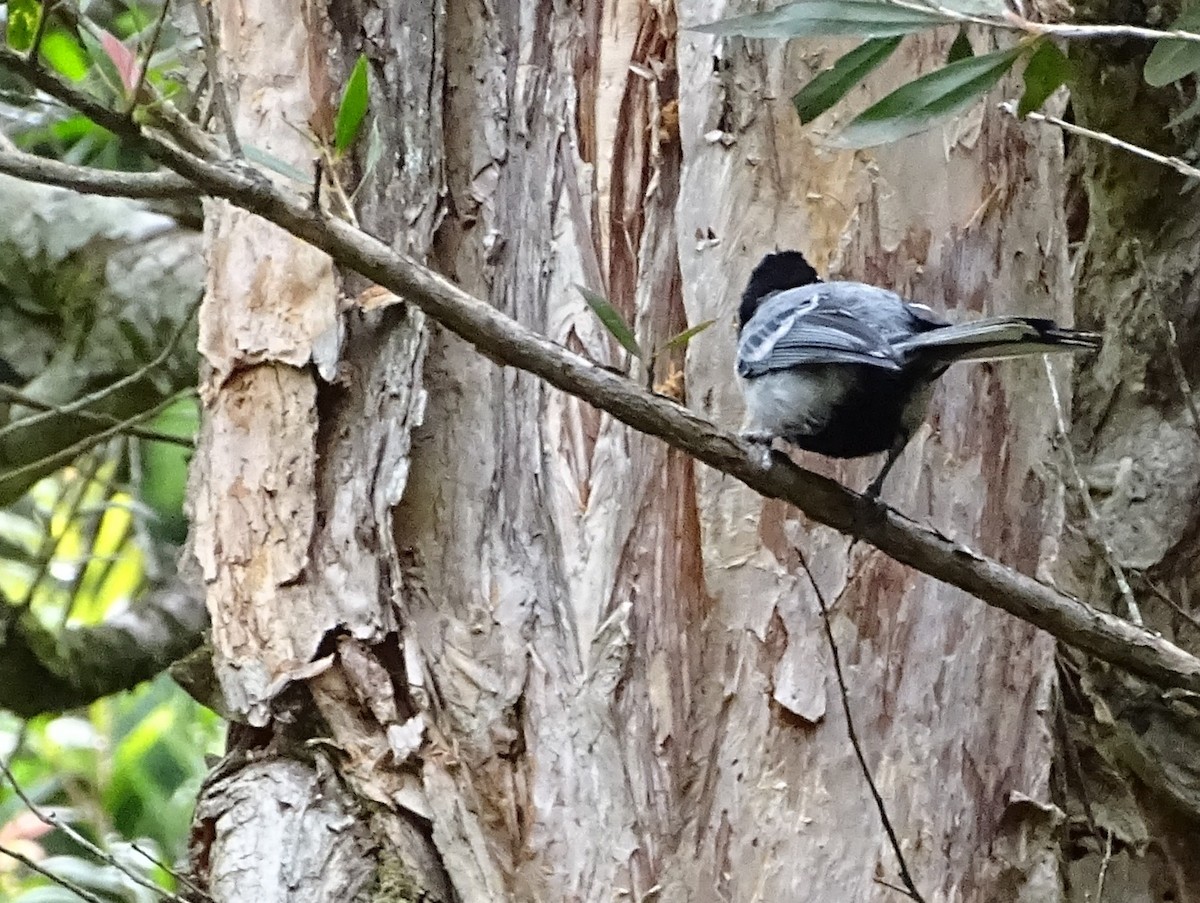 Cinereous Tit - ML620603181