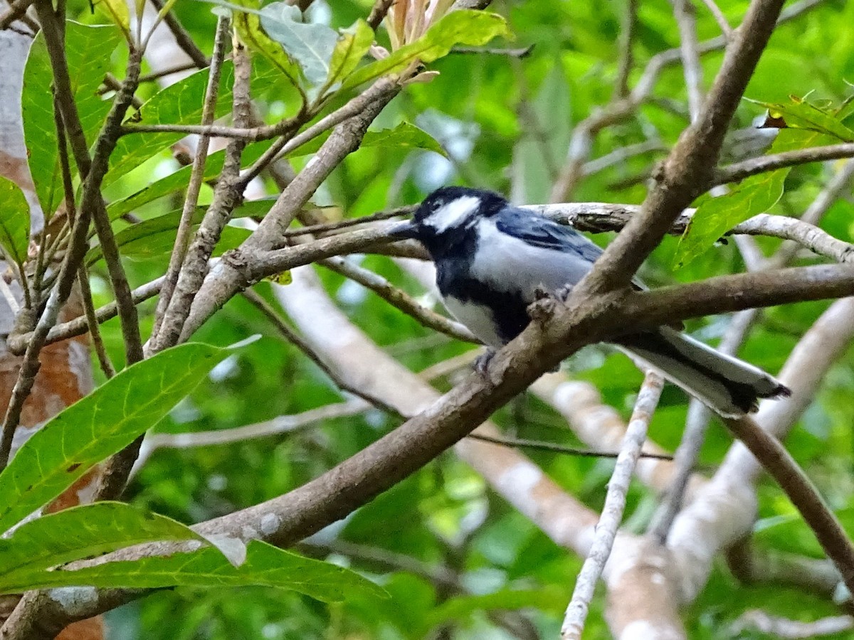 Cinereous Tit - ML620603183