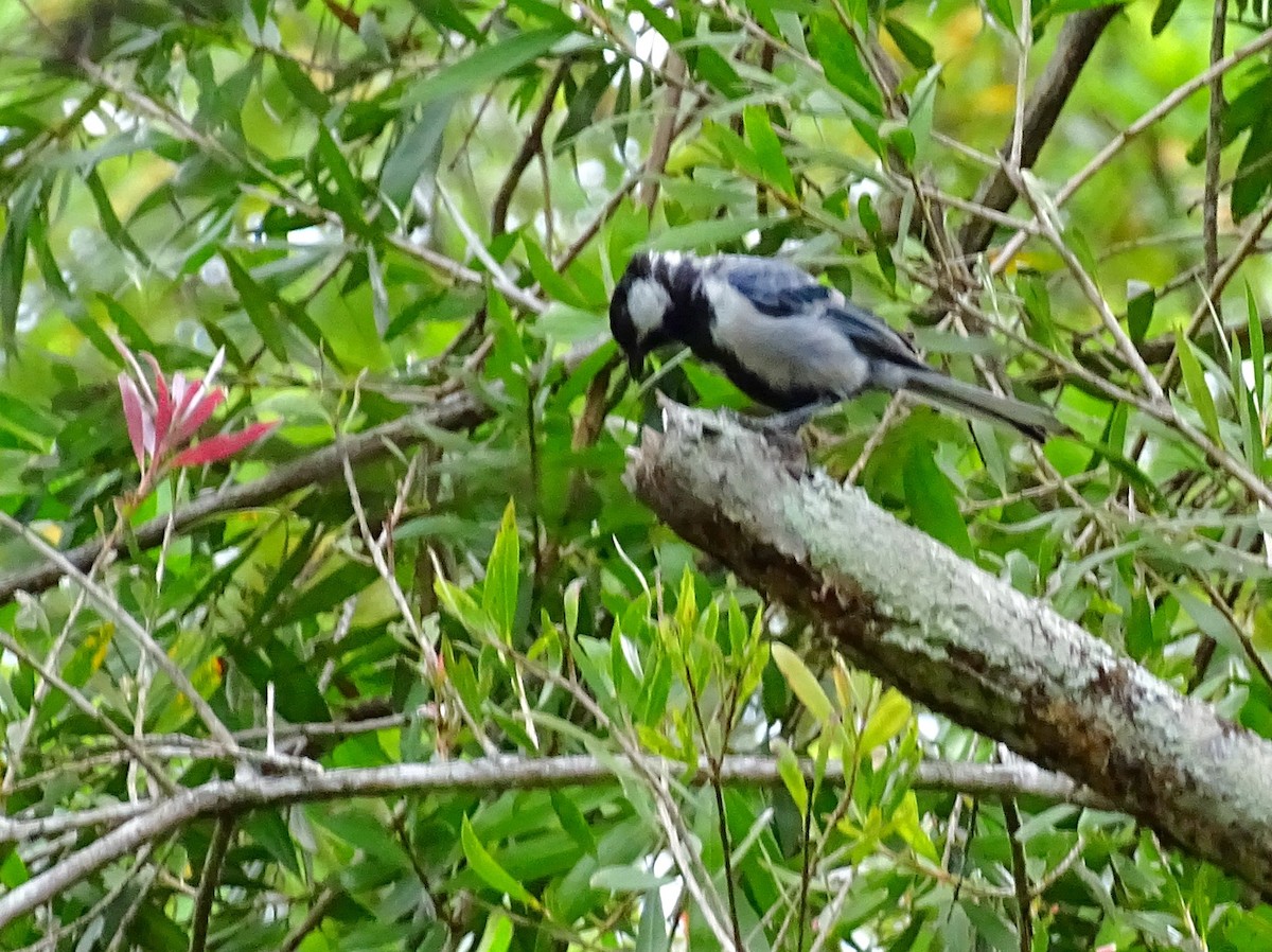 Cinereous Tit - ML620603184