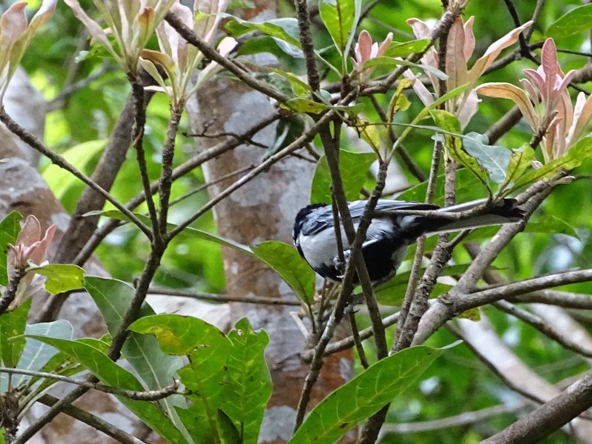 Cinereous Tit - ML620603185