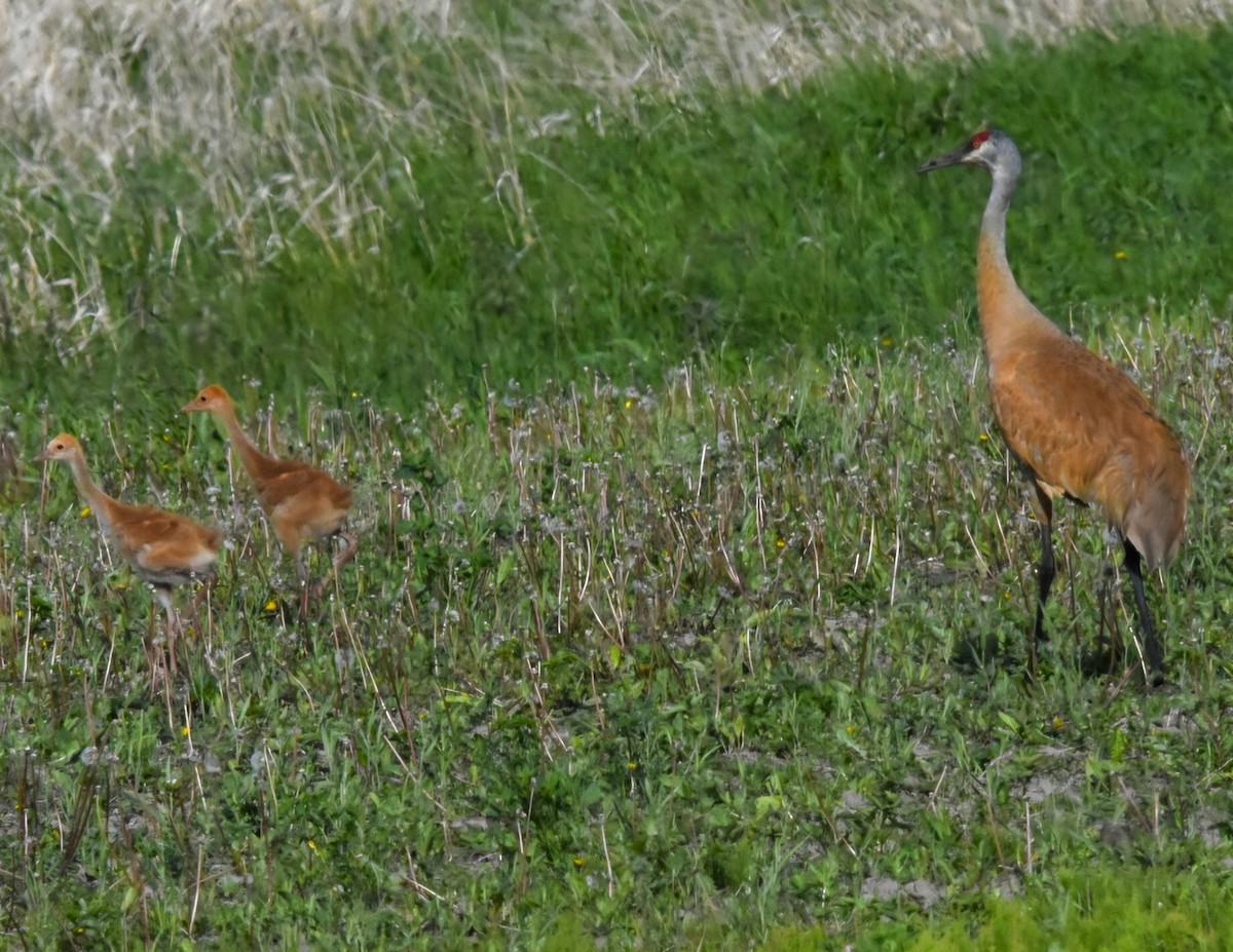 Sandhill Crane - ML620603187