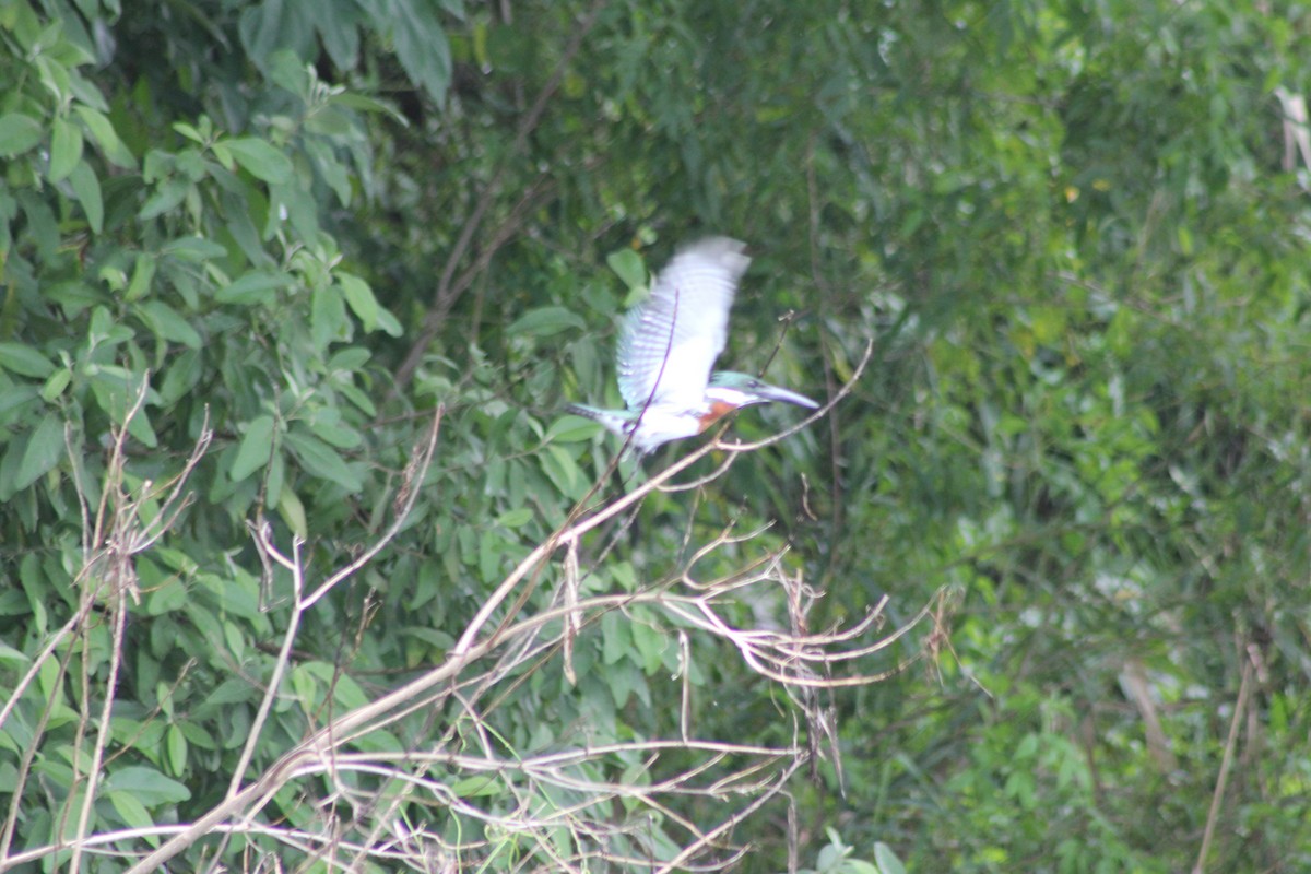 Amazon Kingfisher - ML620603191