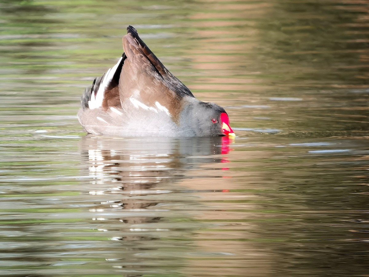 Eurasian Moorhen - ML620603192