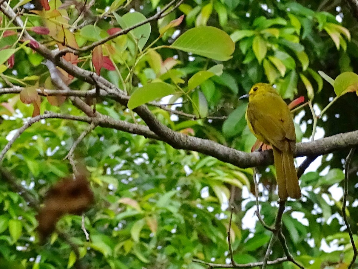 Yellow-browed Bulbul - Sri Srikumar