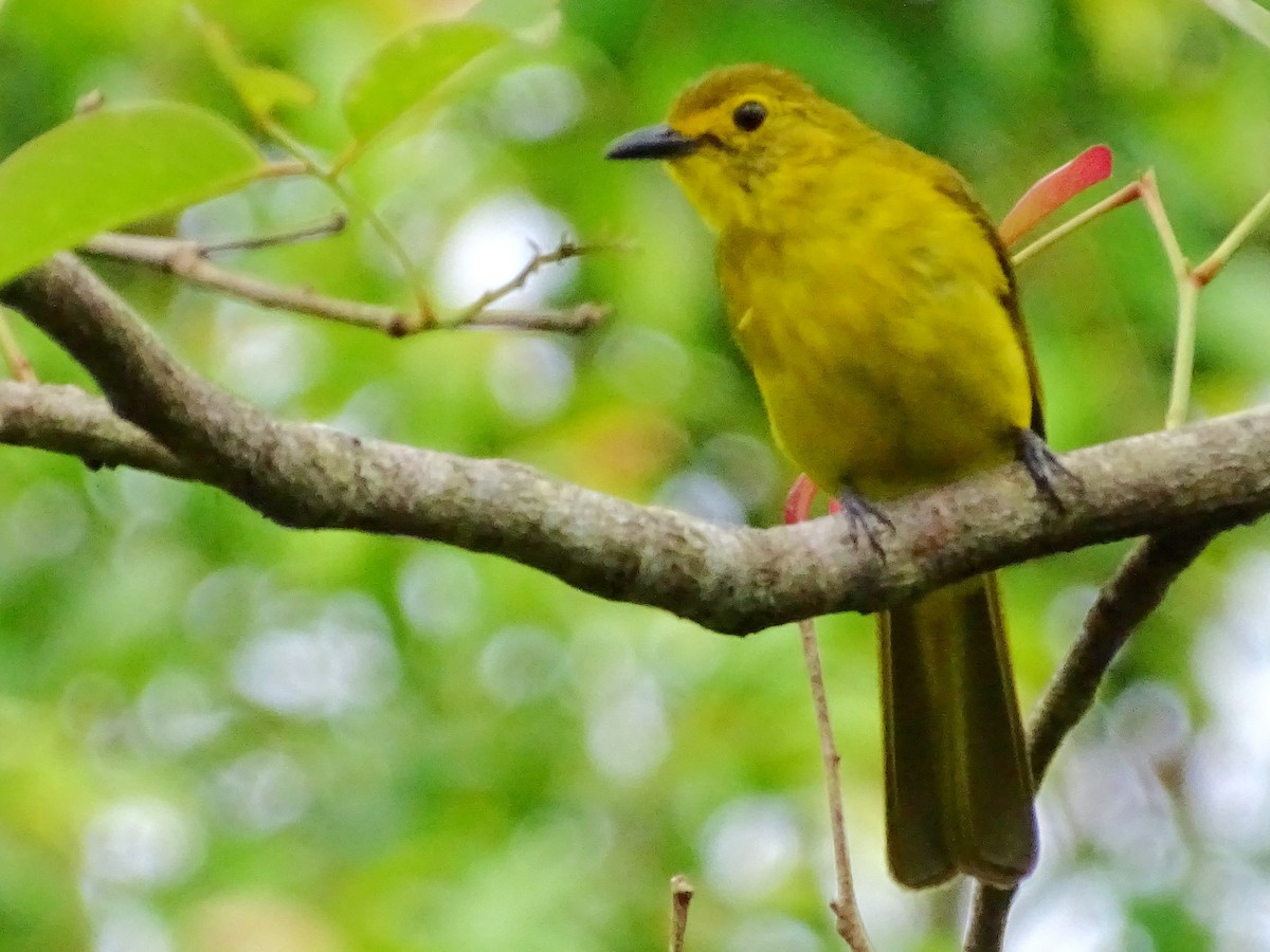 Yellow-browed Bulbul - ML620603196