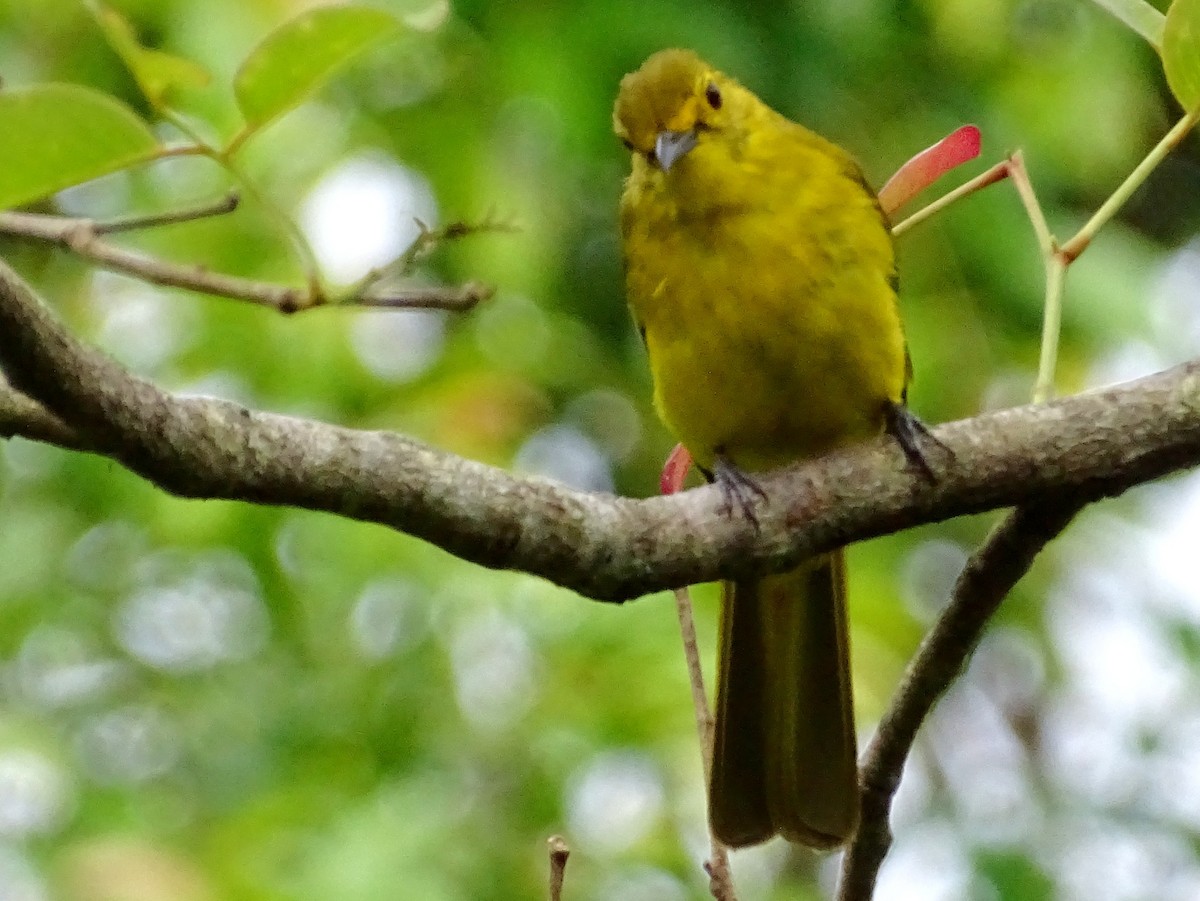 Yellow-browed Bulbul - ML620603198