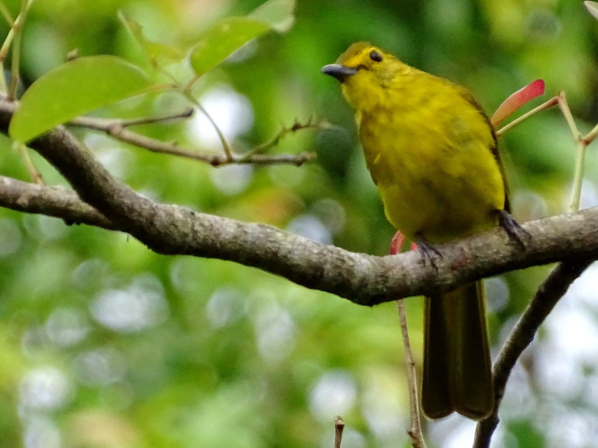 Yellow-browed Bulbul - ML620603199