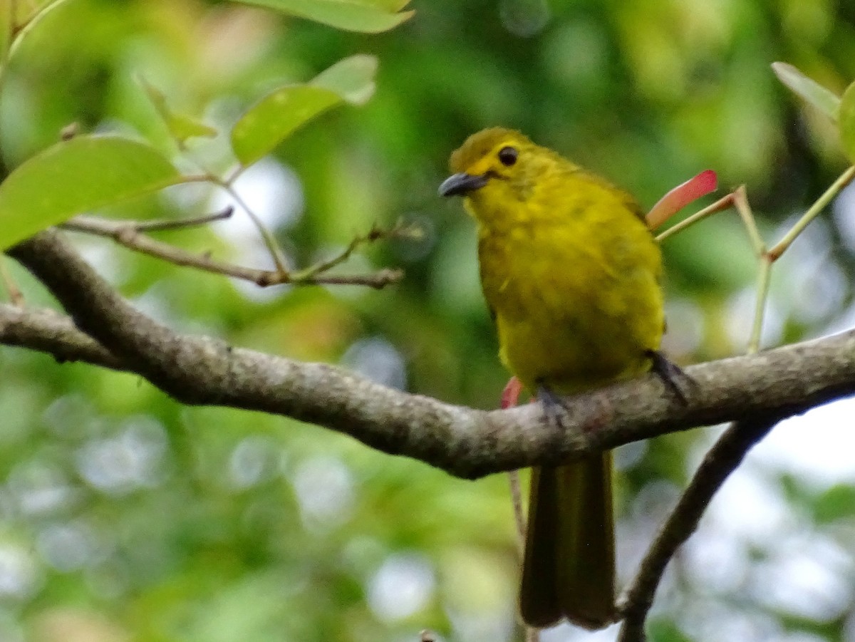 Bulbul à sourcils d'or - ML620603200