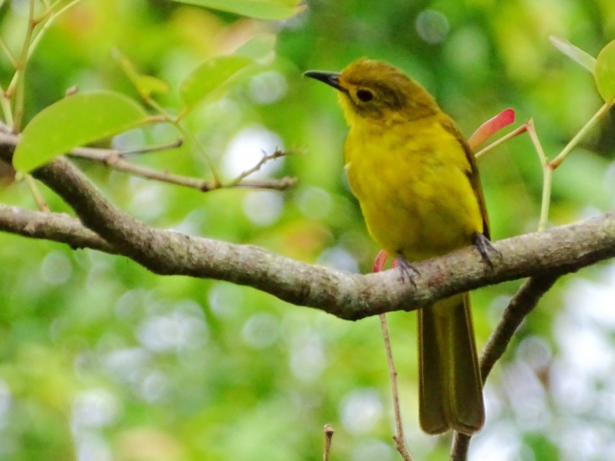 Yellow-browed Bulbul - ML620603201