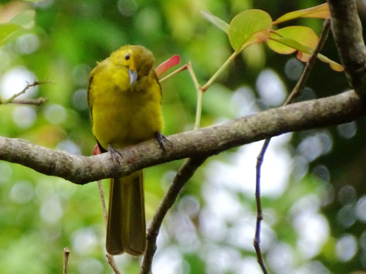 Yellow-browed Bulbul - ML620603202