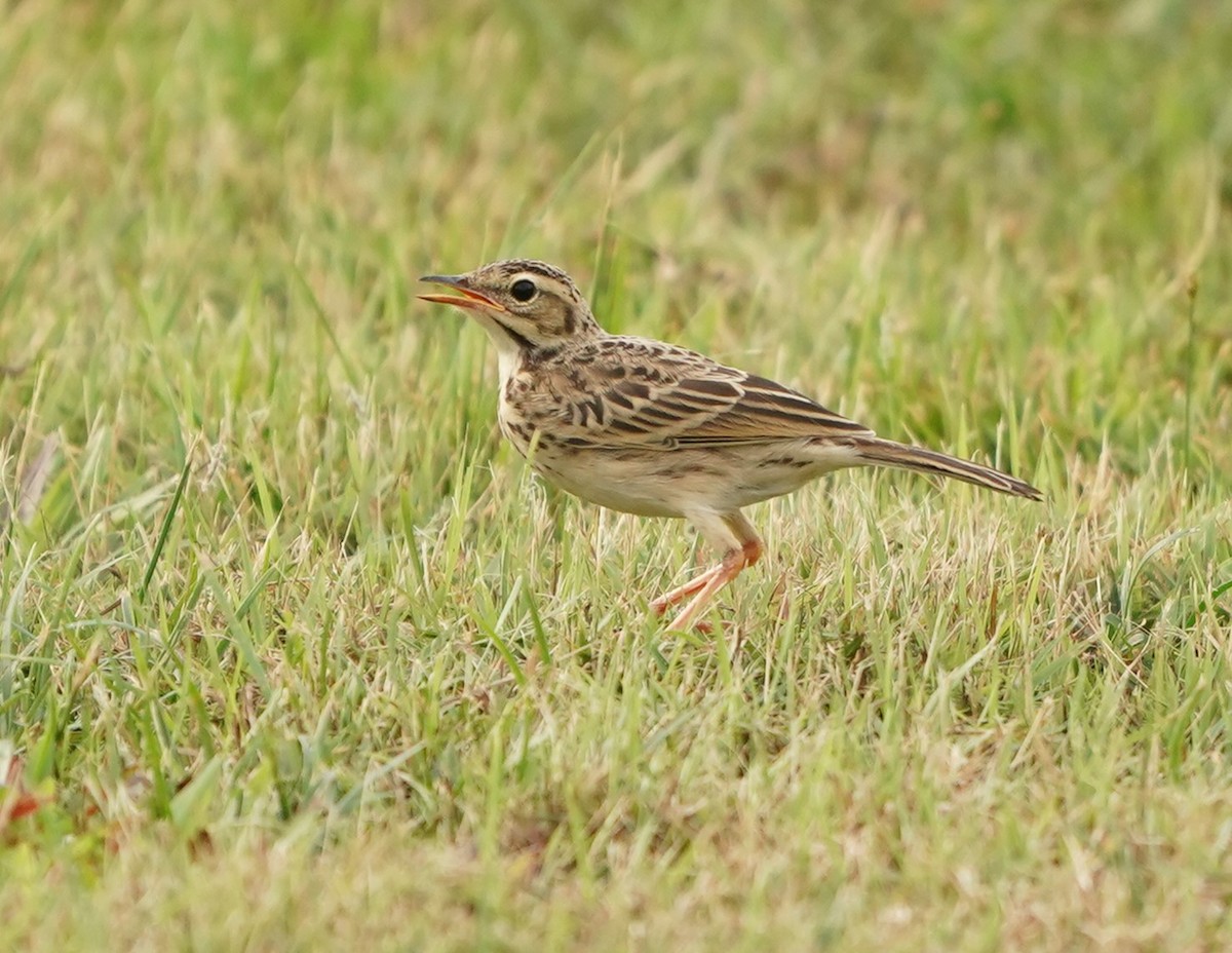 Paddyfield Pipit - ML620603203